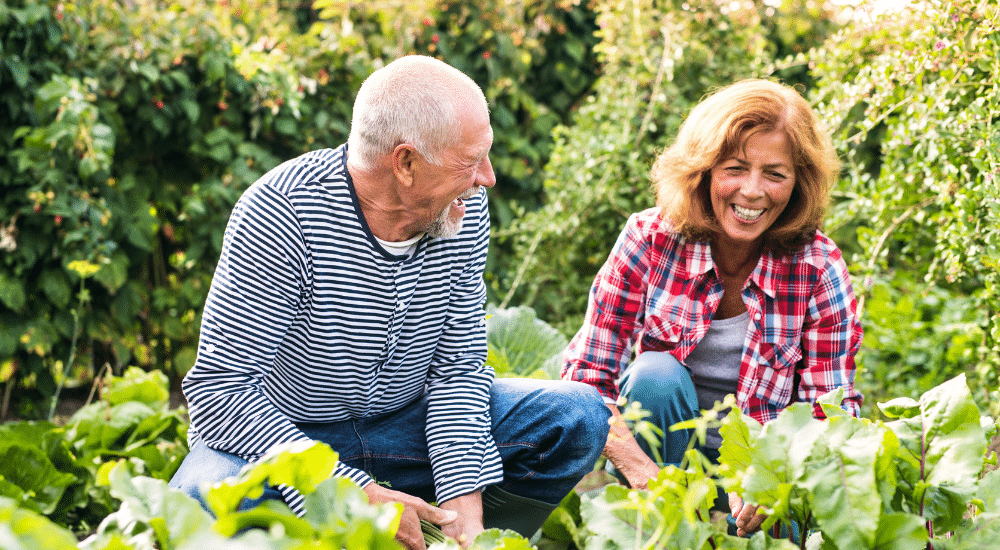 Featured image for “A guide to growing veggies”